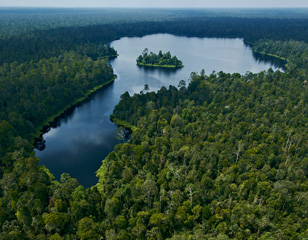 RER employs the four-phase model of peatland forest protection, creation and conservation using a landscape approach.
