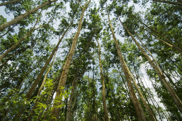 APRIL Melindungi dan Mengelola Hutan Bernilai Konservasi Tinggi