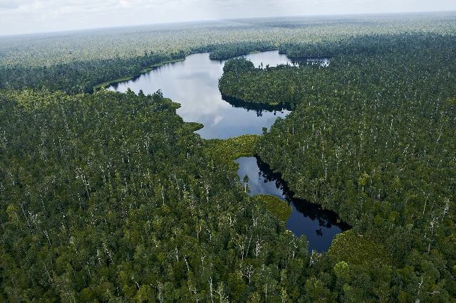Restorasi Ekosistem Riau restores 20,265 hectares in Sumatra
