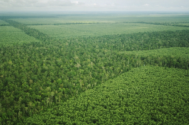 APRIL to colaborate on forest High Carbon Stock standard