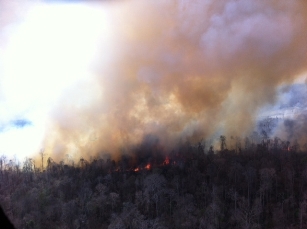 APRIL forest management