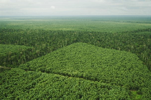 Sustainable Forest Plantation 