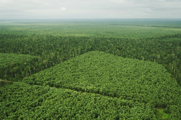 Perkebunan Hutan Berkelanjutan