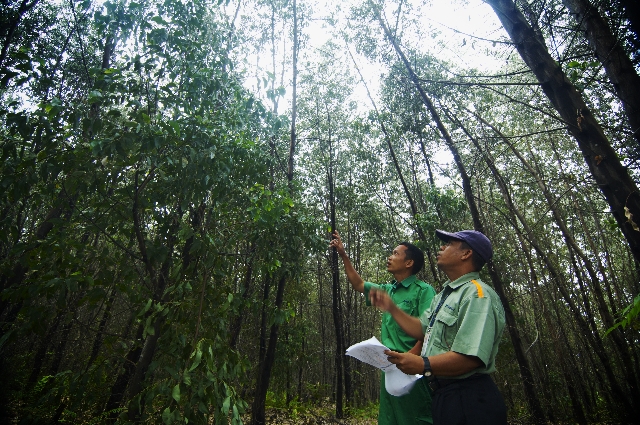 Plantation forest 