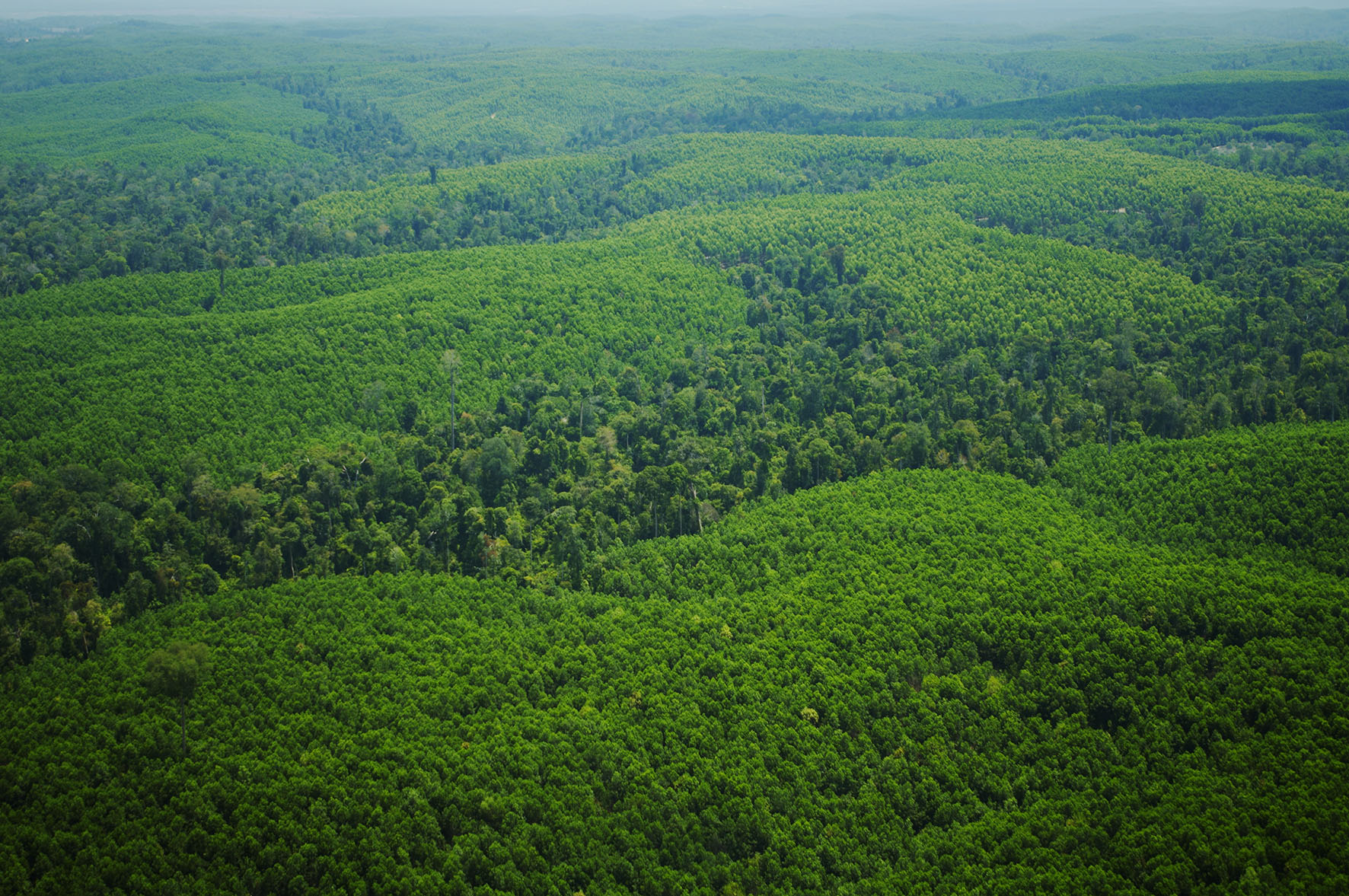 APRIL mosaic plantation,    a combination of plantation and conservation area. 