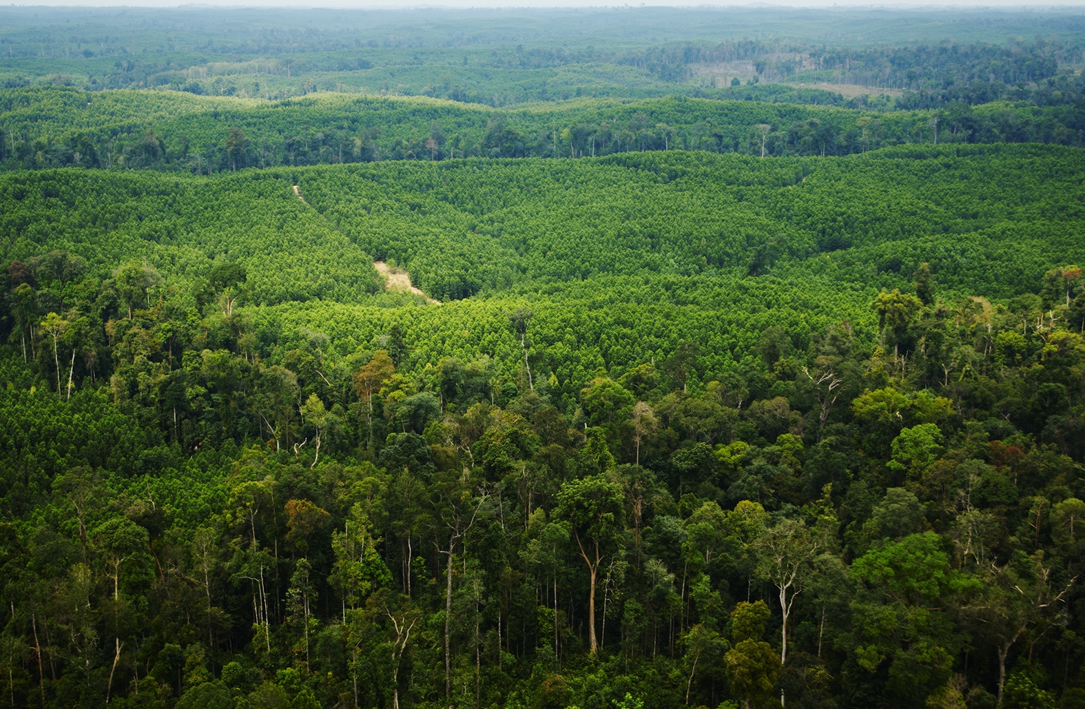 Sustainably managed forest plantation 