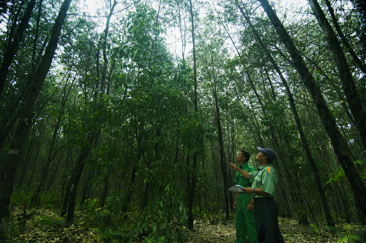 Staf APRIL di hutan tanaman