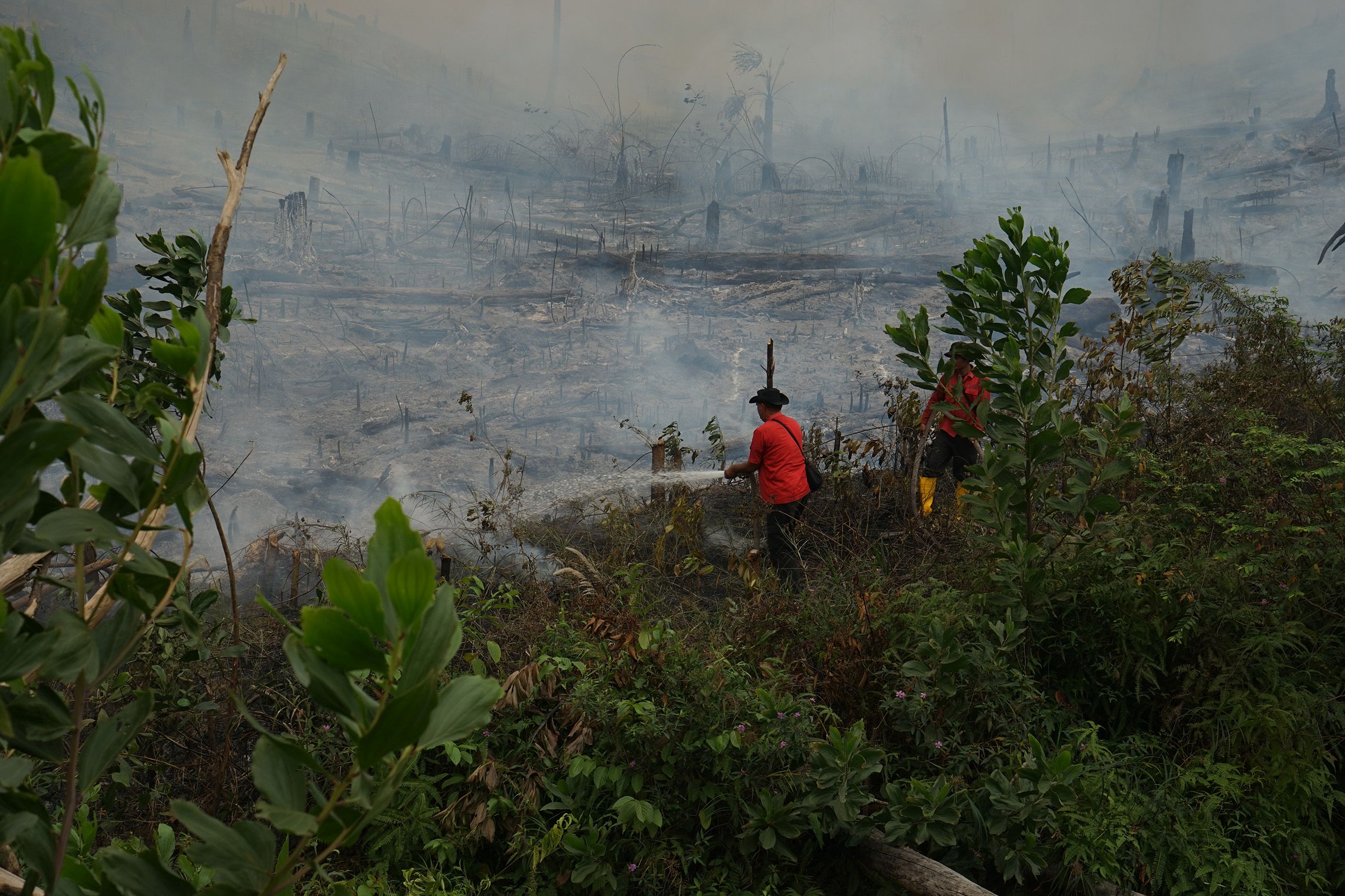 Petugas Pemadam Kebakaran berupaya memadamkan kebakaran di dekat kawasan hutan tanaman