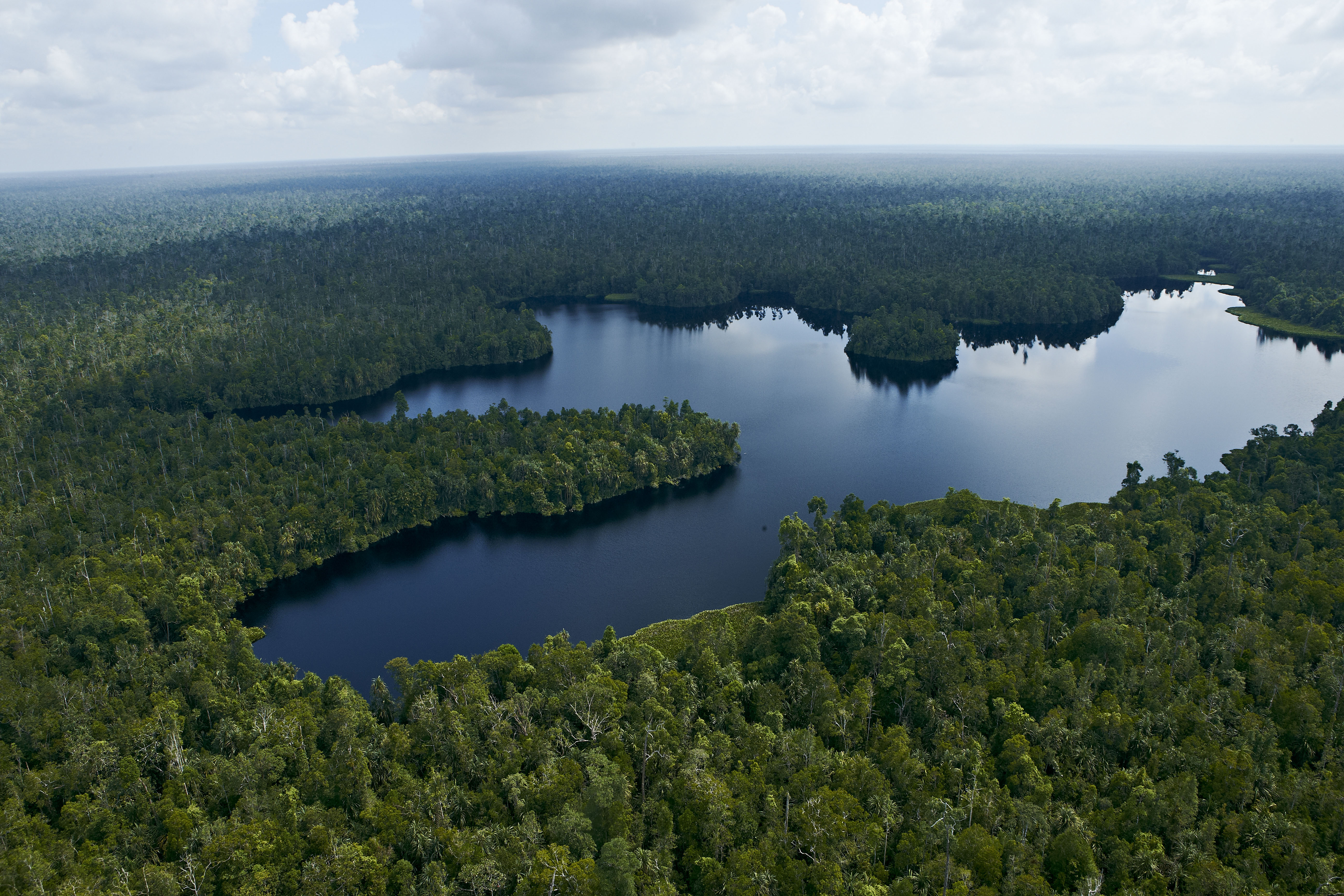 Restorasi Ekosistem Riau (RER) diluncurkan pada tahun 2013 untuk melindungi hutan gambut yang penting secara ekologis di Semenanjung Kampar, Riau, Indonesia.