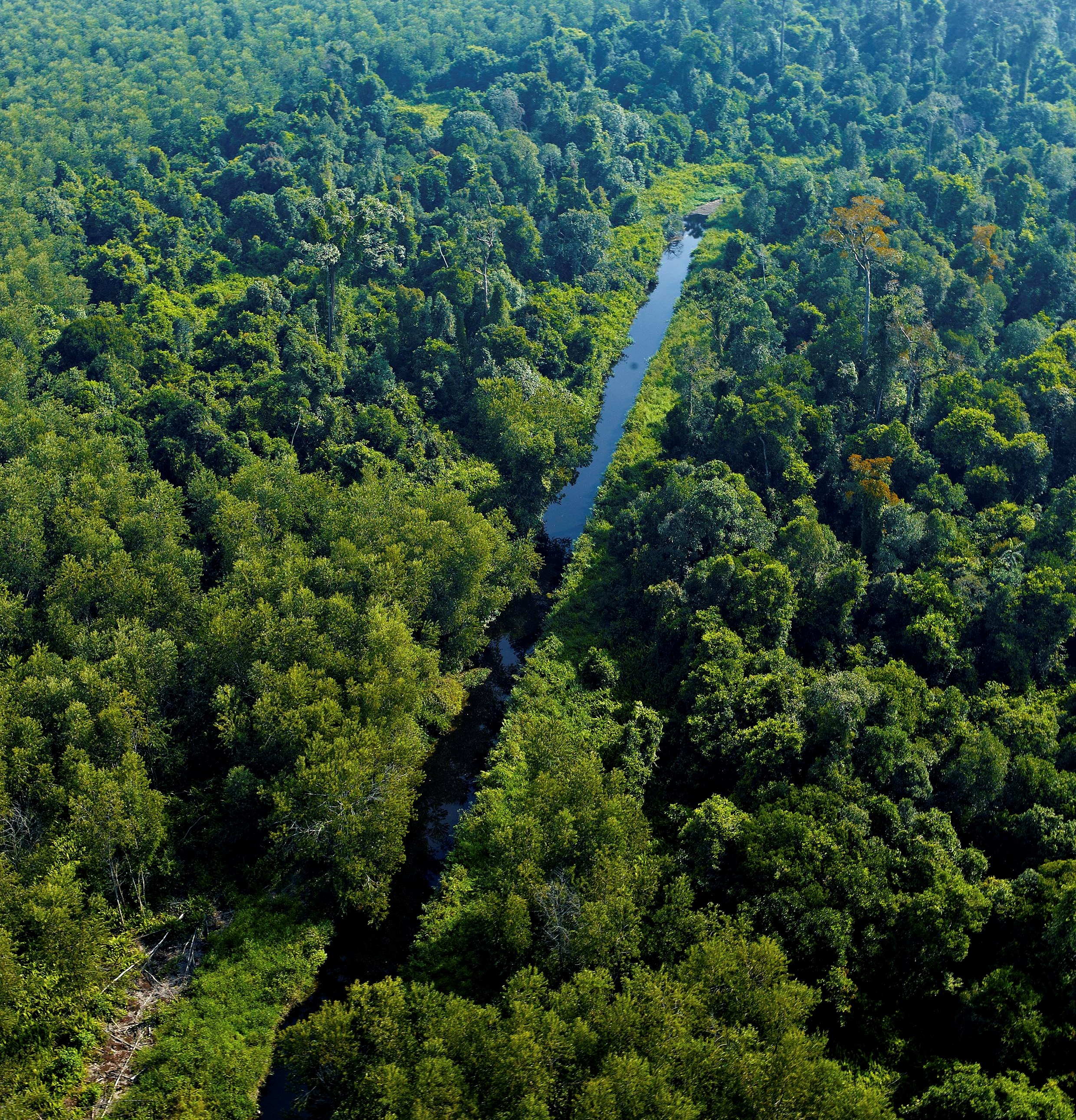 APRIL mengelola Hutan Bernilai Konservasi Tinggi (High Conservation Value Forest) 
