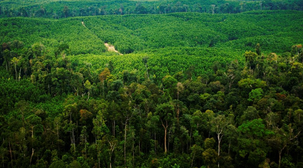 エイプリルダイアログ エイプリル社が持続可能な管理を行っている森林プランテーション