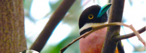 Kampar Peninsula birds