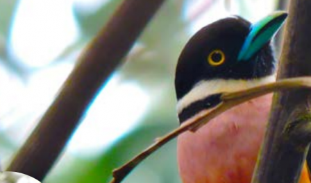 Kampar Peninsula birds