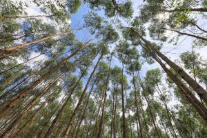 Hutan Tanaman Industri