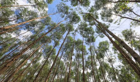 Hutan Tanaman Industri