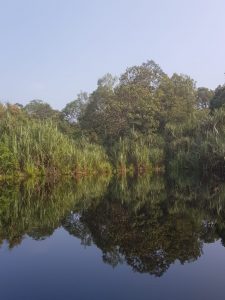 River in Restorasi Ekosistem Riau