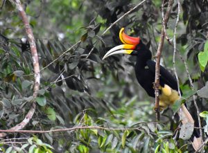 RER-Rhinoceros Hornbill