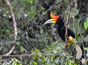 RER-Rhinoceros-Hornbill-Buceros