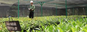 APRIL native tree nursery